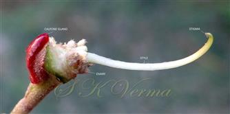  Pistil and Calycine gland